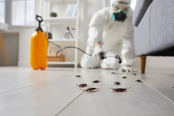 Commercial Rodent Management in Morrisonville